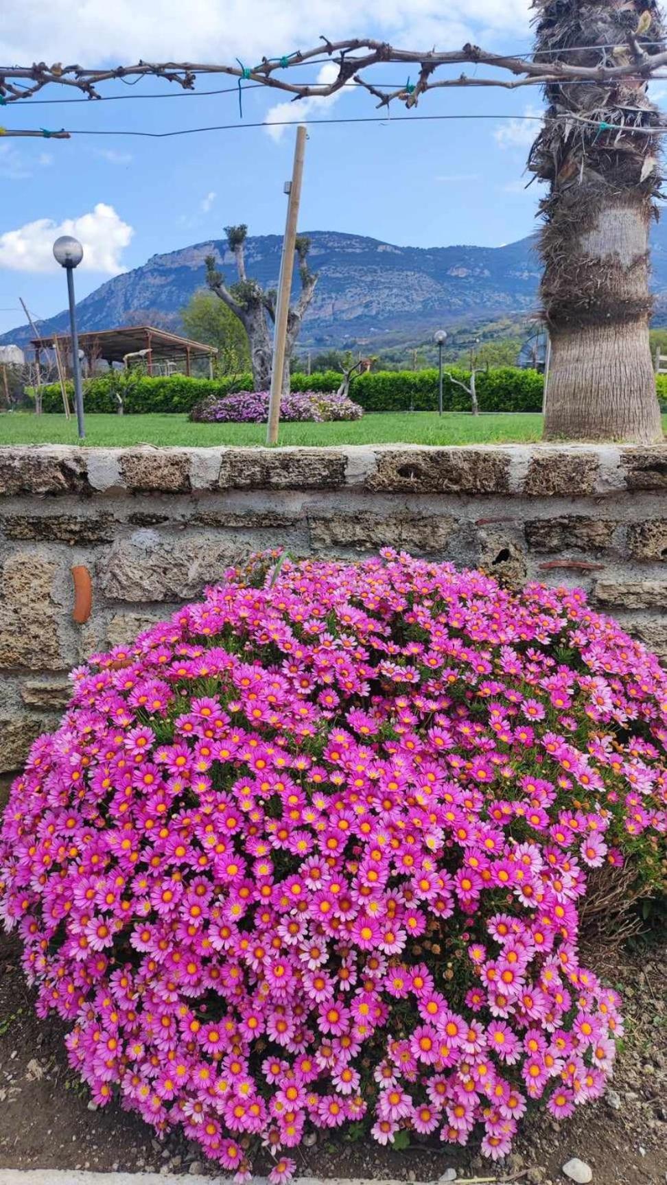 Bed and Breakfast Le Colline Di Paestum Capaccio Zewnętrze zdjęcie